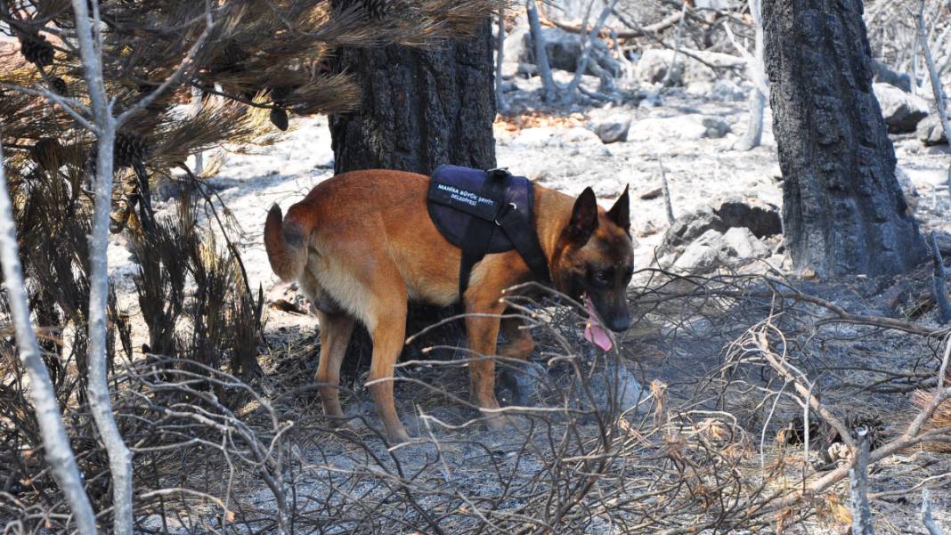 Kabus 23 saat sürmüştü: Sabotaj şüphesini 'Tarzan' çözecek 10